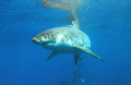   Great White cautiously approaching baits. baits  